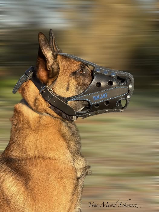 Muselière AirProMerci à Olivier pour ce MAGNIFIQUE travail fait avec soin et passion pour que nos chiens puissent avoir le meilleur équipement possible pour les interventions 